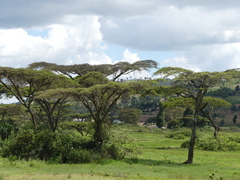 Vachellia abyssinica