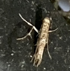 Neurobathra strigifinitella