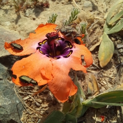 Sparaxis elegans