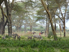 Equus quagga