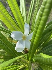 Plumeria alba