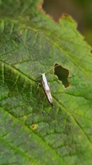 Argyresthia
