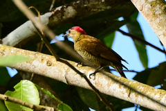 Colaptes rubiginosus