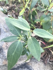 Vincetoxicum nigrum