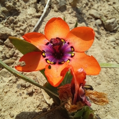 Sparaxis elegans