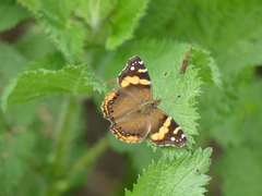 Vanessa abyssinica