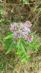 Eupatorium cannabinum