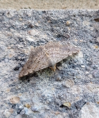 Frederickia nigricomma