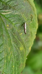 Argyresthia