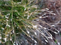 Eleocharis acicularis