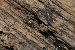 Myrmecophilus acervorum