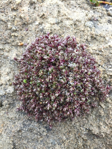 Ross' sandwort (Minuartia rossii)