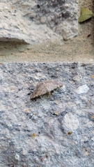 Frederickia nigricomma