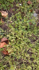 Stellaria apetala