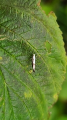 Argyresthia