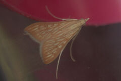 Antigastra catalaunalis