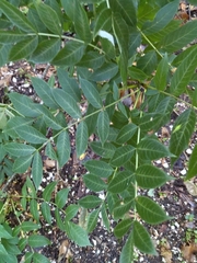 Fraxinus excelsior