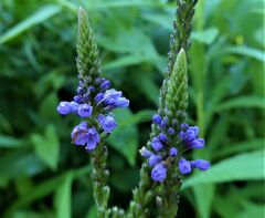Verbena hastata