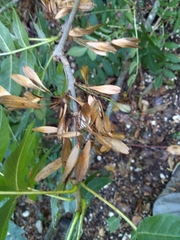 Fraxinus excelsior