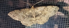 Melanolophia canadaria