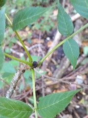 Fraxinus excelsior