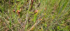 Sarracenia minor