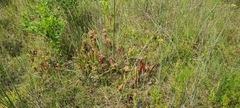 Sarracenia minor