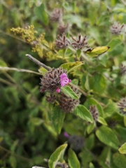 Clinopodium vulgare