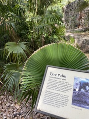 Coccothrinax alta