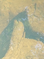 Anguilla rostrata