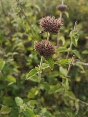 Clinopodium vulgare
