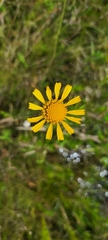 Balduina uniflora