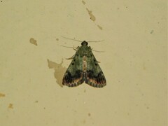 Odontiinae