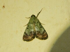 Odontiinae