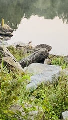Mimus polyglottos