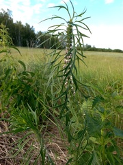 Leonurus glaucescens