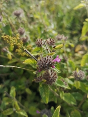 Clinopodium vulgare