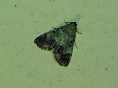Odontiinae