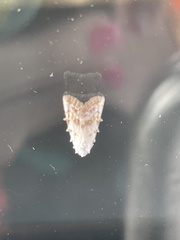 Lithophane bethunei