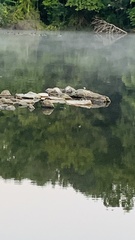 Mimus polyglottos