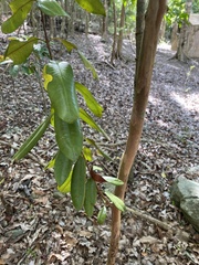 Pimenta racemosa