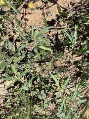 Euphorbia exstipulata