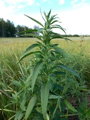 Axyris amaranthoides