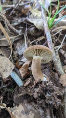 Lactifluus ochrogalactus