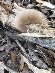 Pluteus