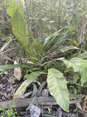 Anthurium crenatum