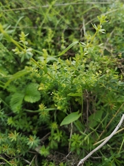 Galium album
