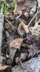 Lactifluus ochrogalactus