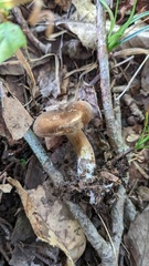 Lactifluus ochrogalactus