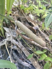 Anthurium crenatum
